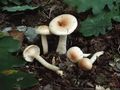 Hygrophorus lindtneri